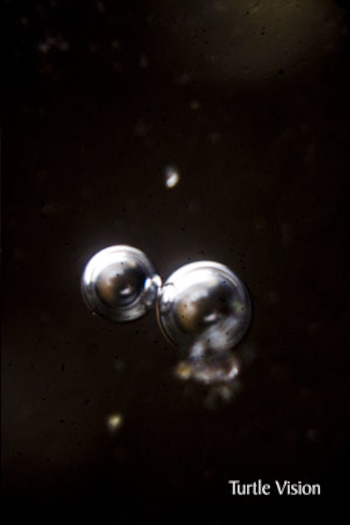 Mercury, floating ona drop of water